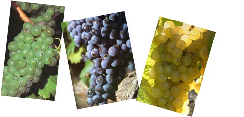 [Wine Styles]